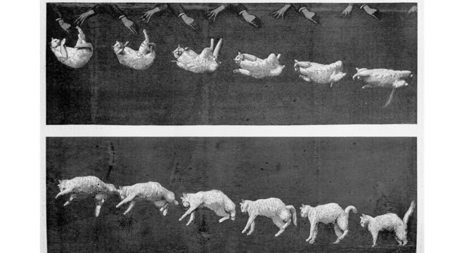 O fisiologista francês Etienne-Jules Marey derrubou a teoria do movimento angular na queda do gato